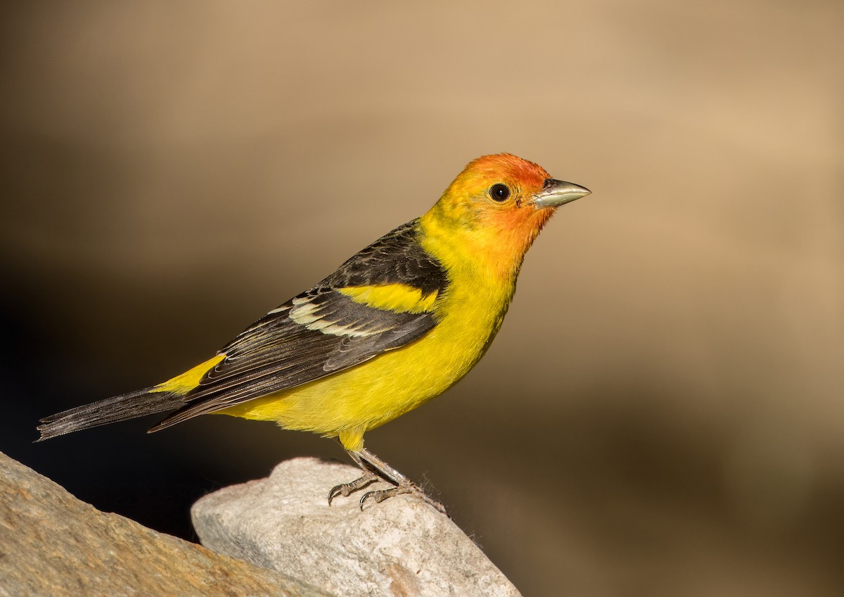 Western Tanager - ML618418523