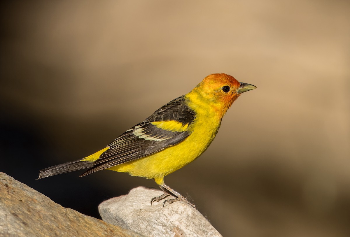 Western Tanager - ML618418525