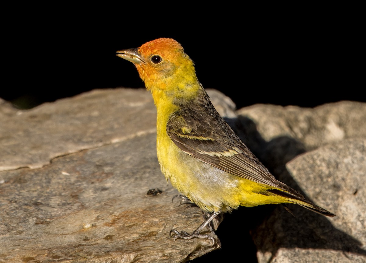 Western Tanager - ML618418529
