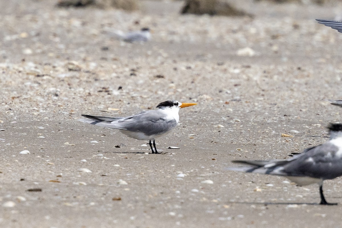 Lesser Crested Tern - ML618418533