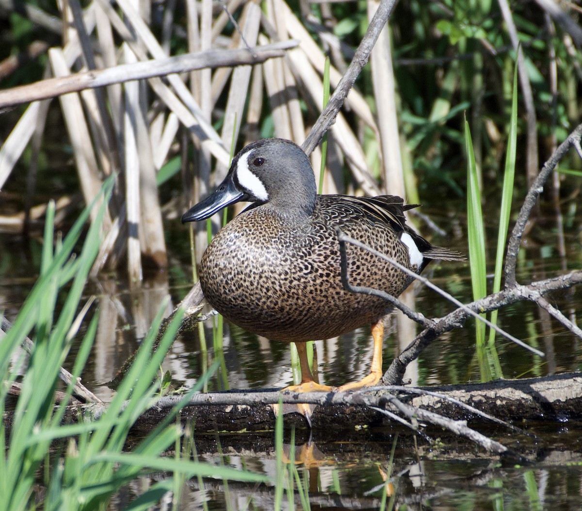 Blue-winged Teal - ML618418543