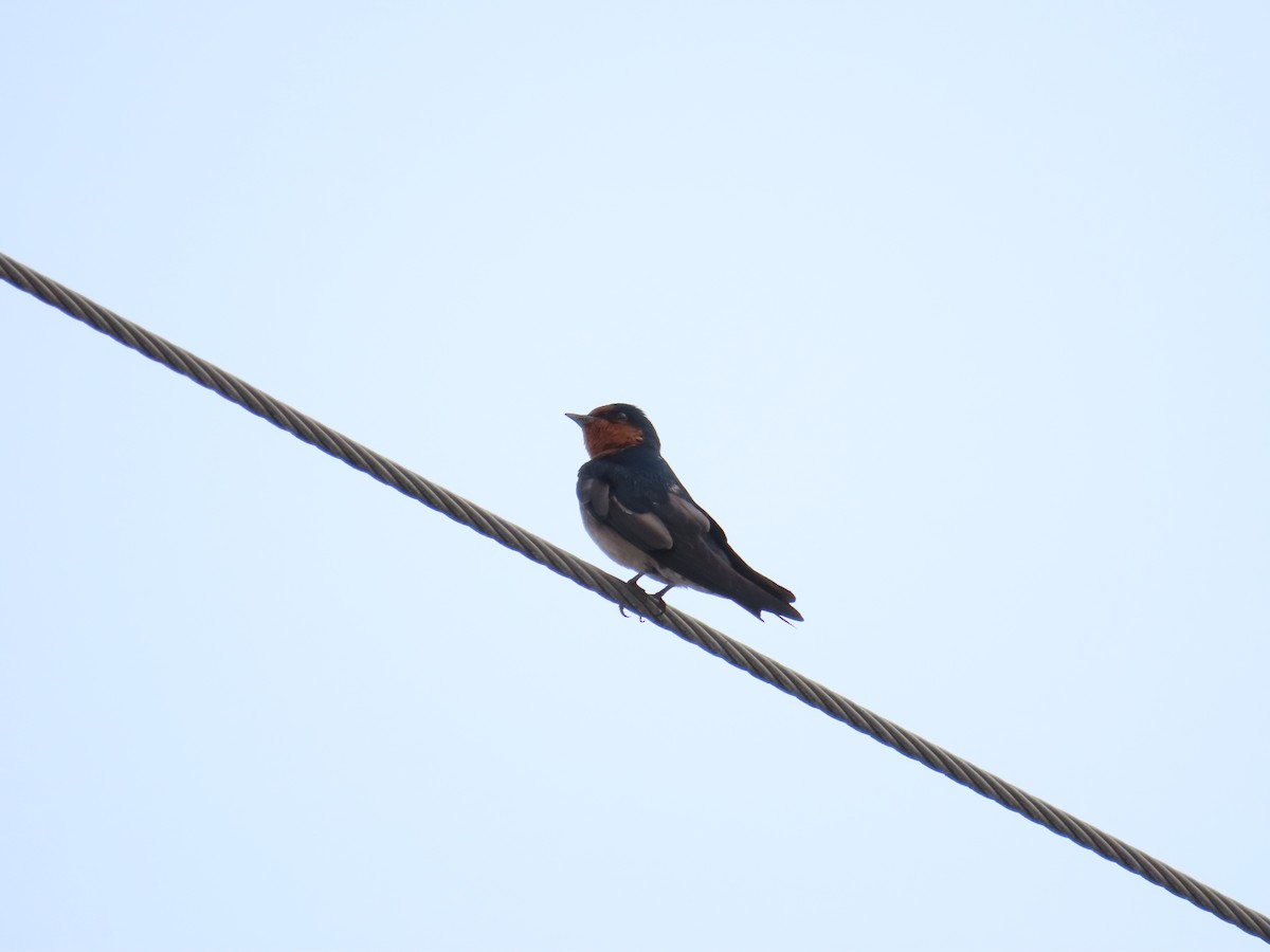 Pacific Swallow - ML618418560