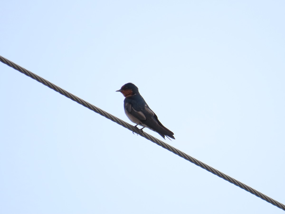 Pacific Swallow - ML618418561