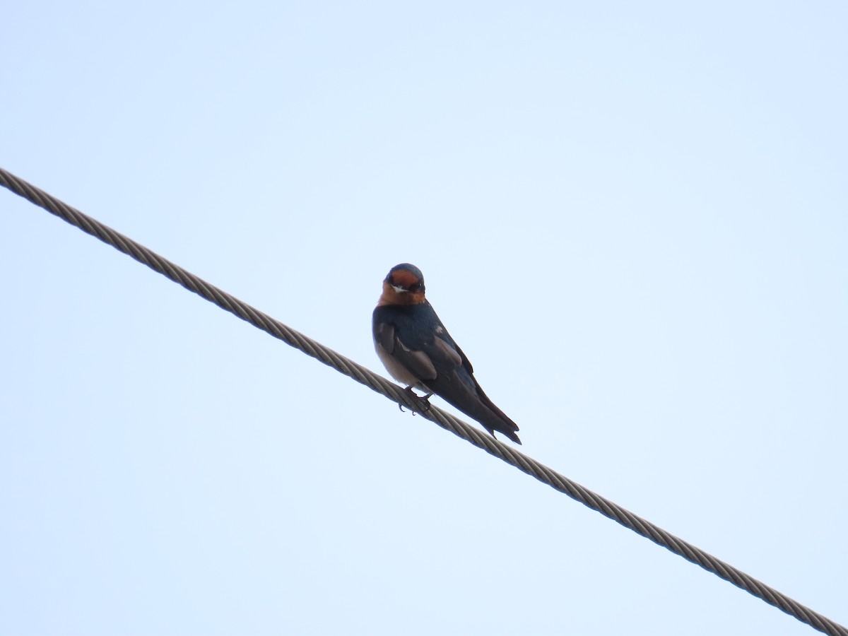 Pacific Swallow - ML618418563