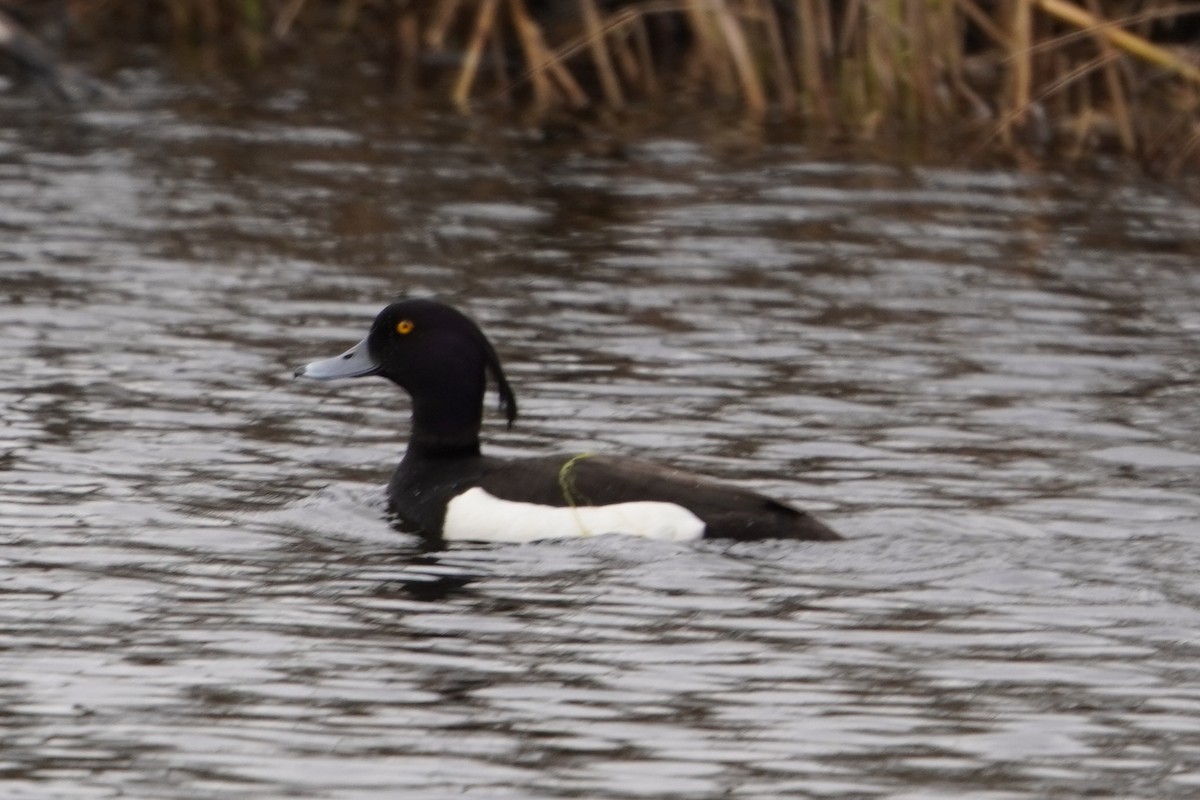 Tufted Duck - ML618418579