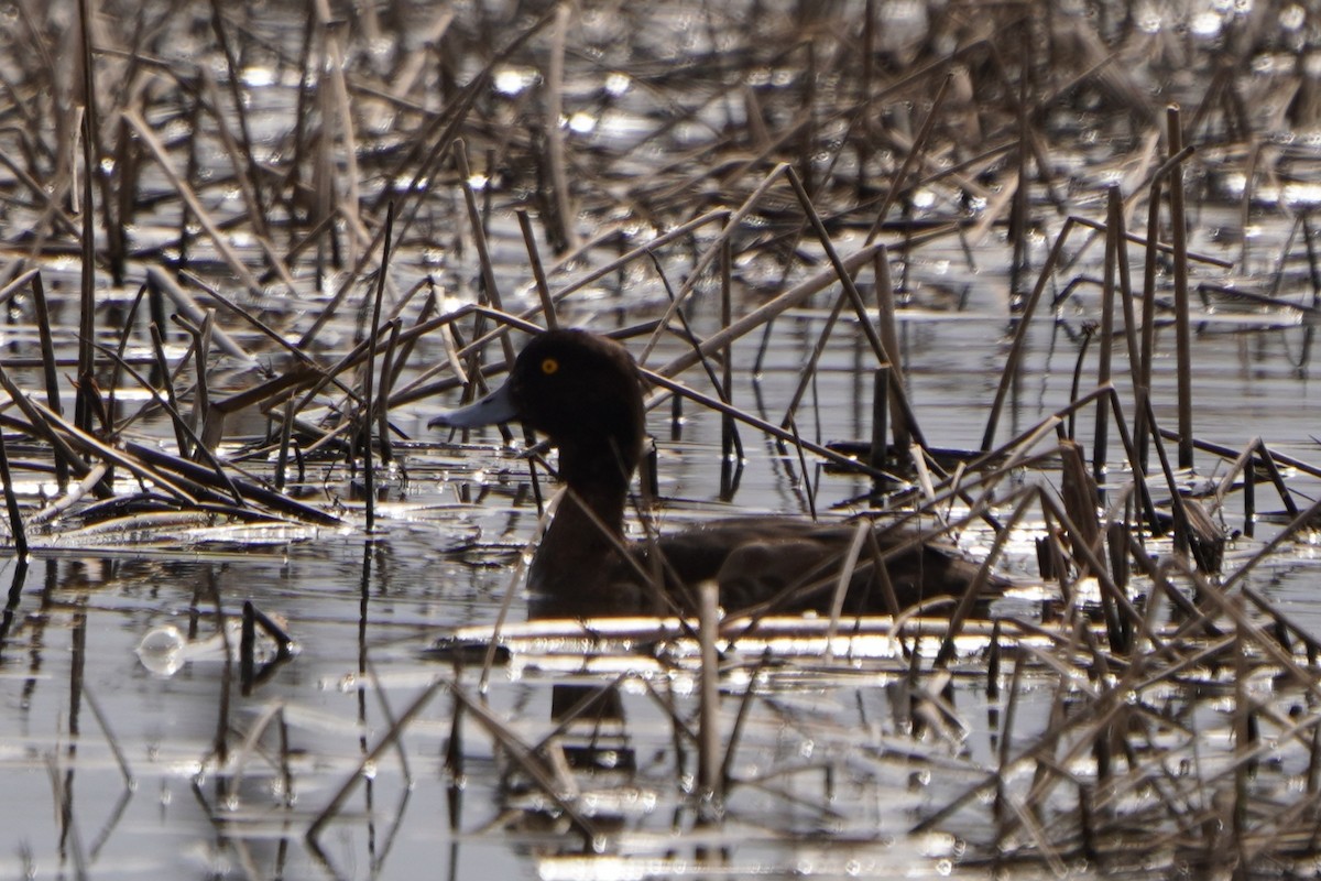 Tufted Duck - ML618418580