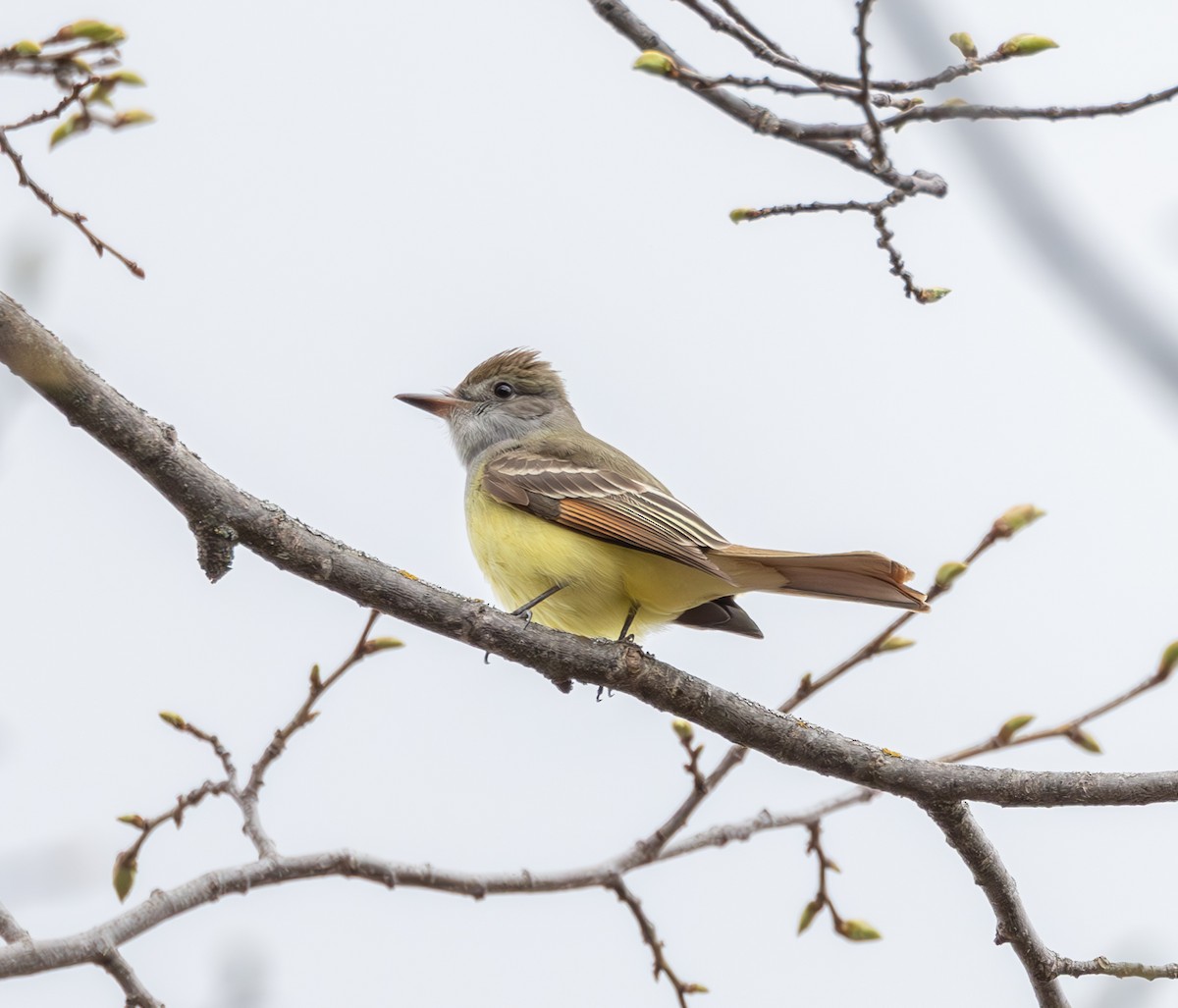 Great Crested Flycatcher - ML618418591