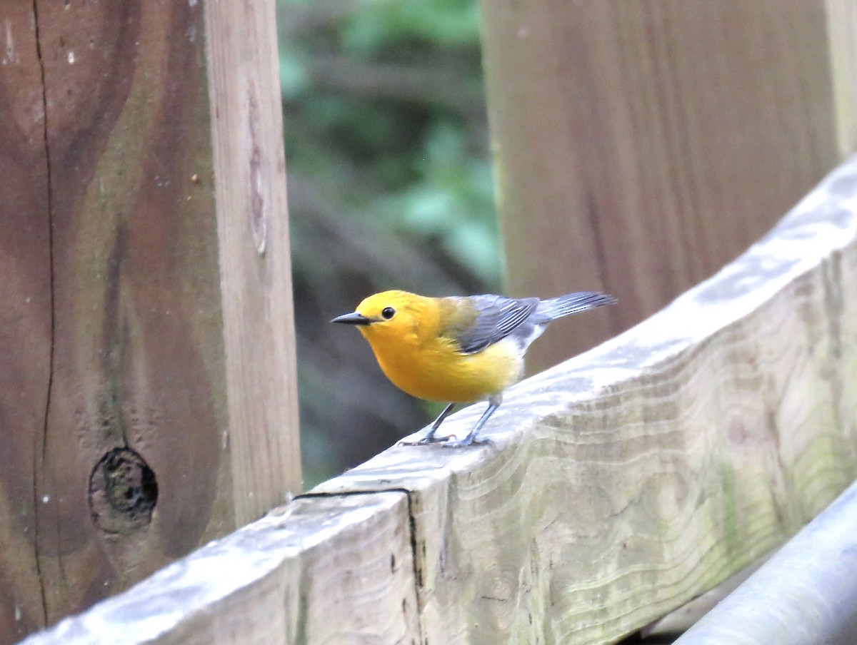 Prothonotary Warbler - ML618418640