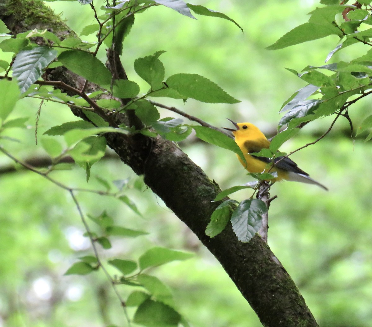Prothonotary Warbler - ML618418641