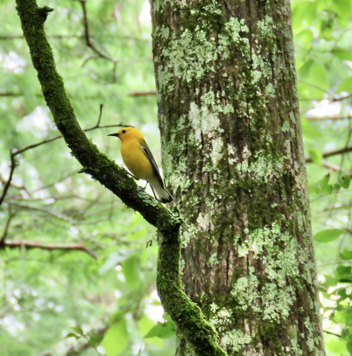 Prothonotary Warbler - ML618418642