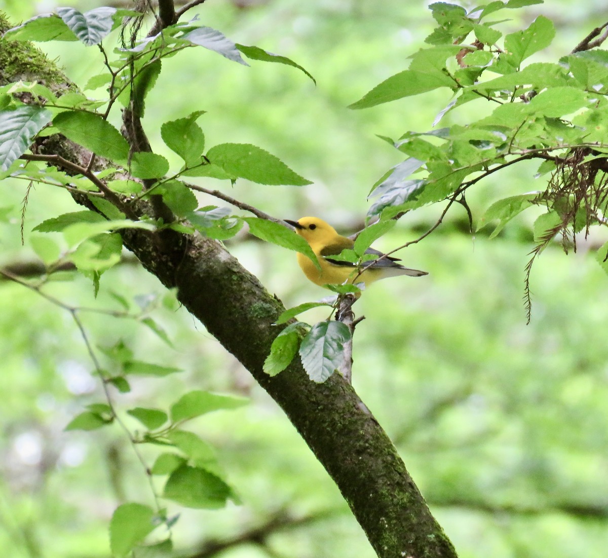 Prothonotary Warbler - ML618418643