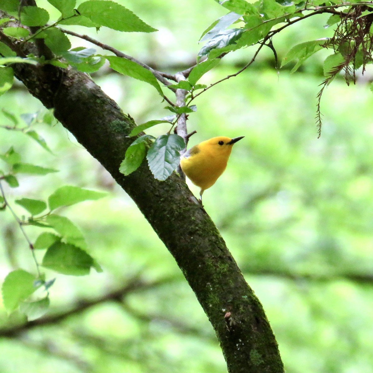 Prothonotary Warbler - ML618418644