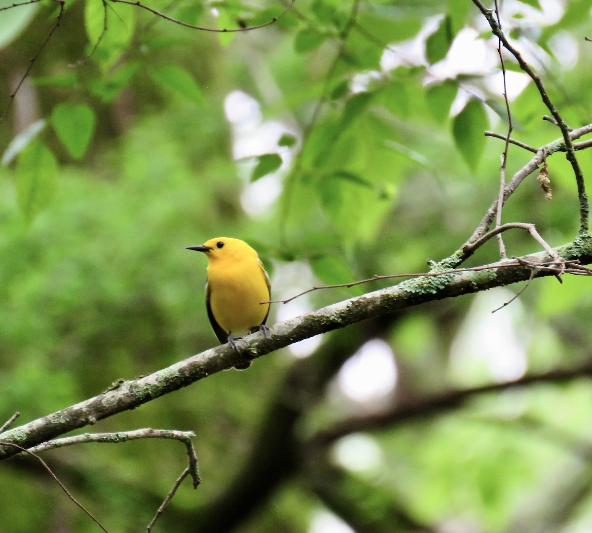 Prothonotary Warbler - Ann Tanner