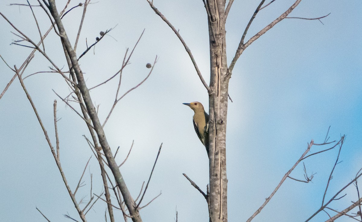 Golden-fronted Woodpecker - ML618418661