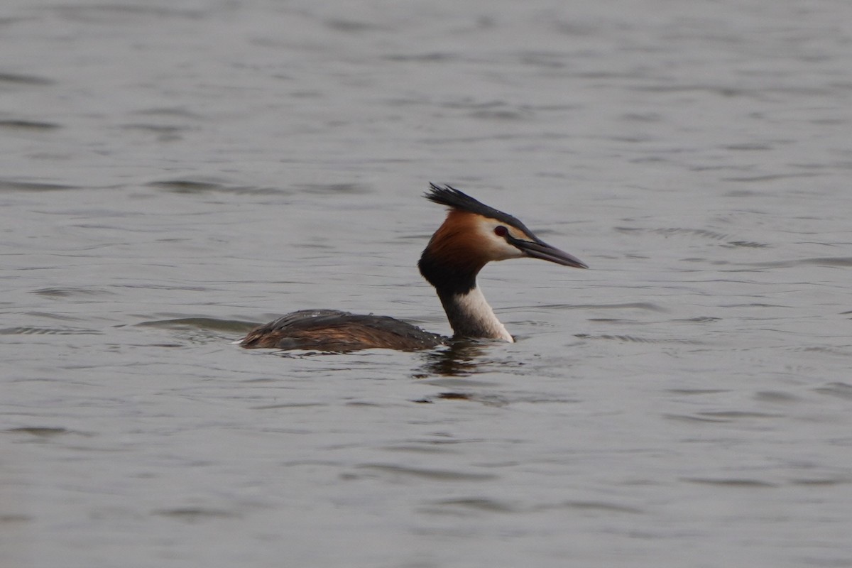 Great Crested Grebe - ML618418708