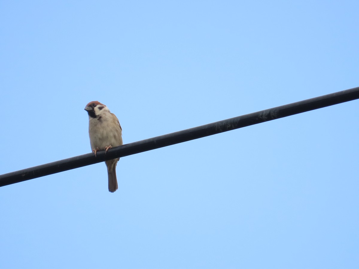 Eurasian Tree Sparrow - ML618418754