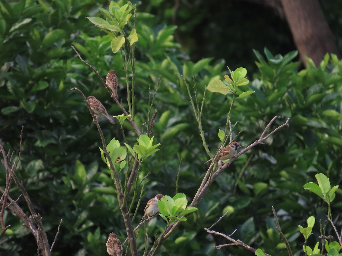 Eurasian Tree Sparrow - ML618418755