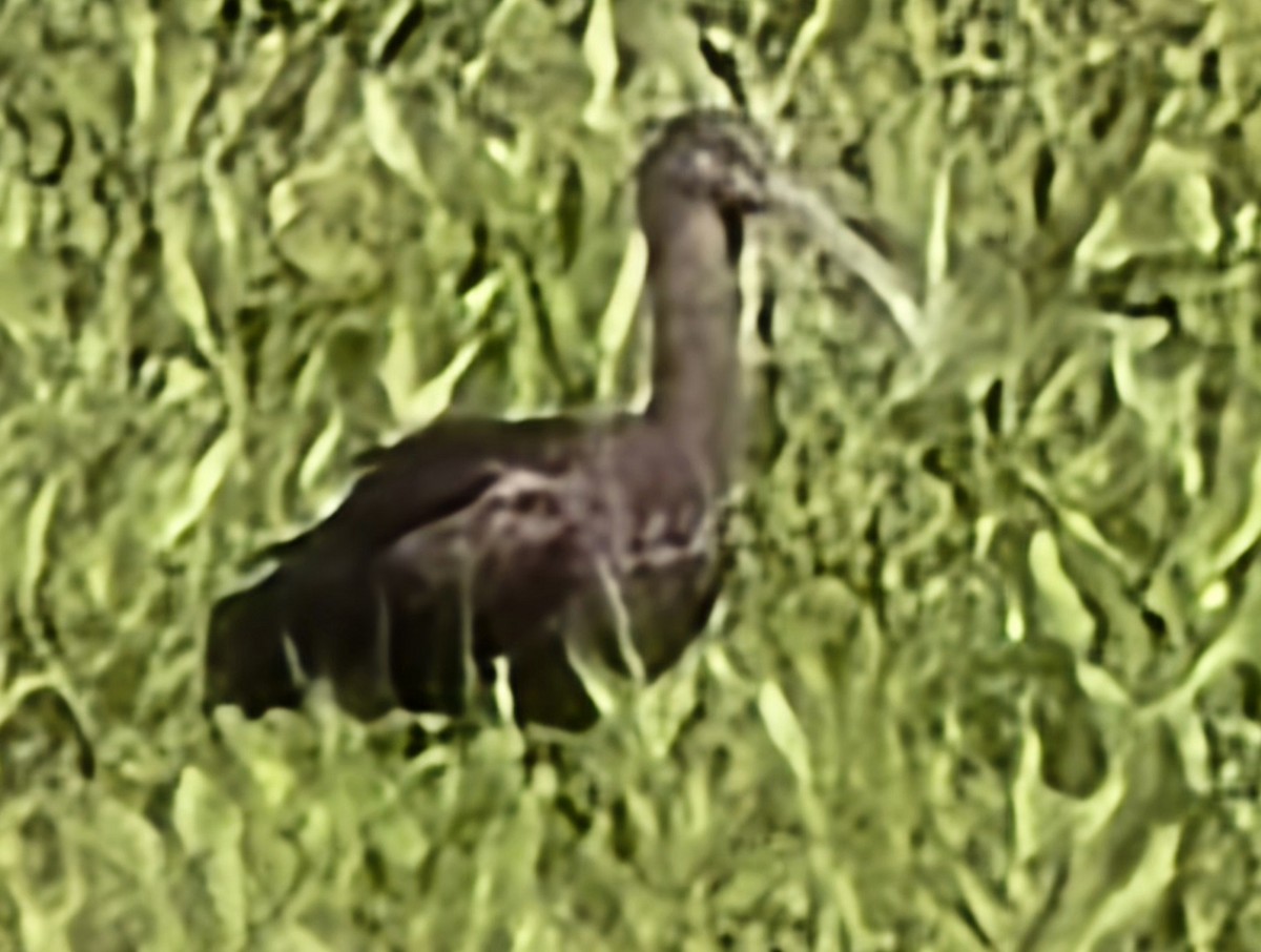 ibis hnědý - ML618418783