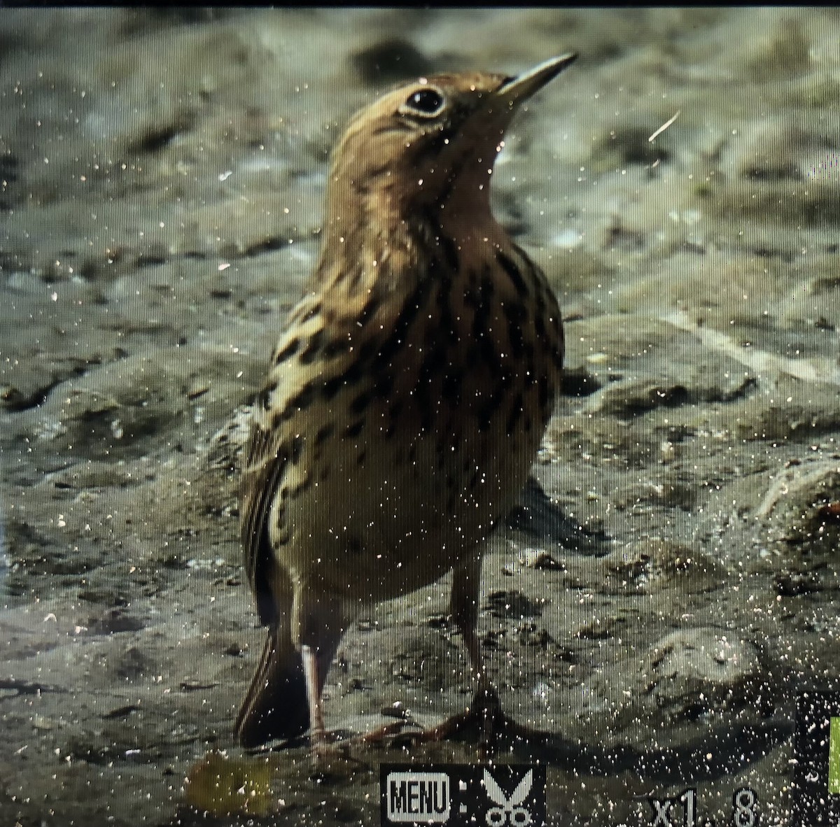Red-throated Pipit - ML618418792
