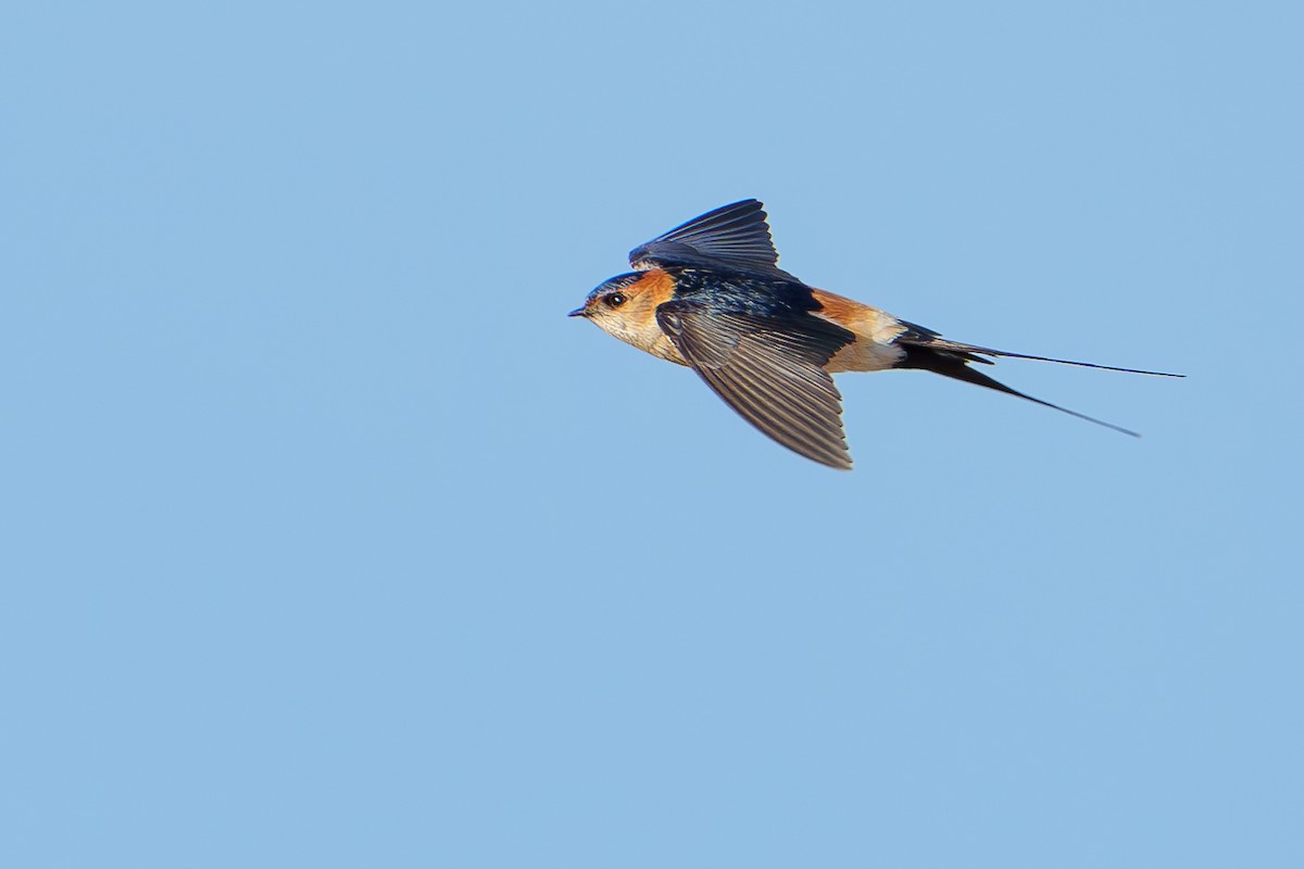 Red-rumped Swallow - ML618418800