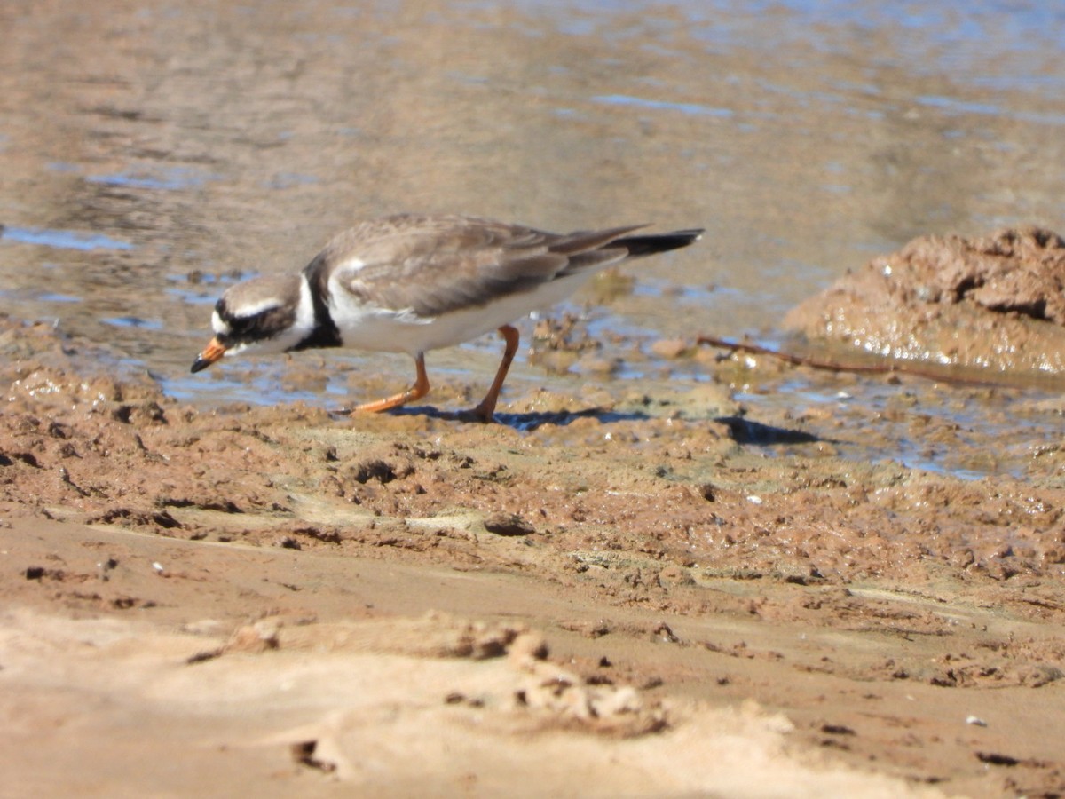 Common Ringed Plover - ML618418806