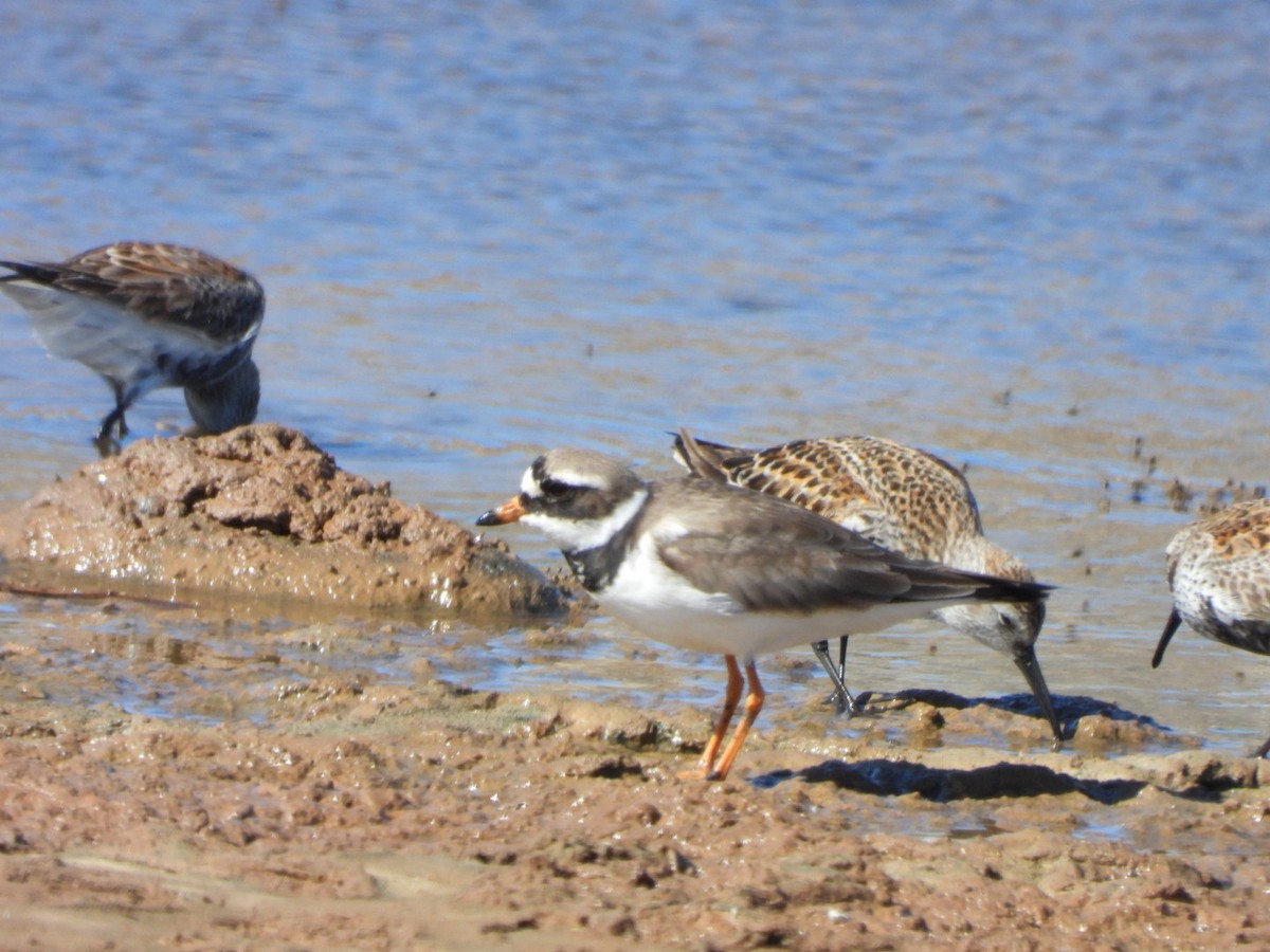 Common Ringed Plover - ML618418807