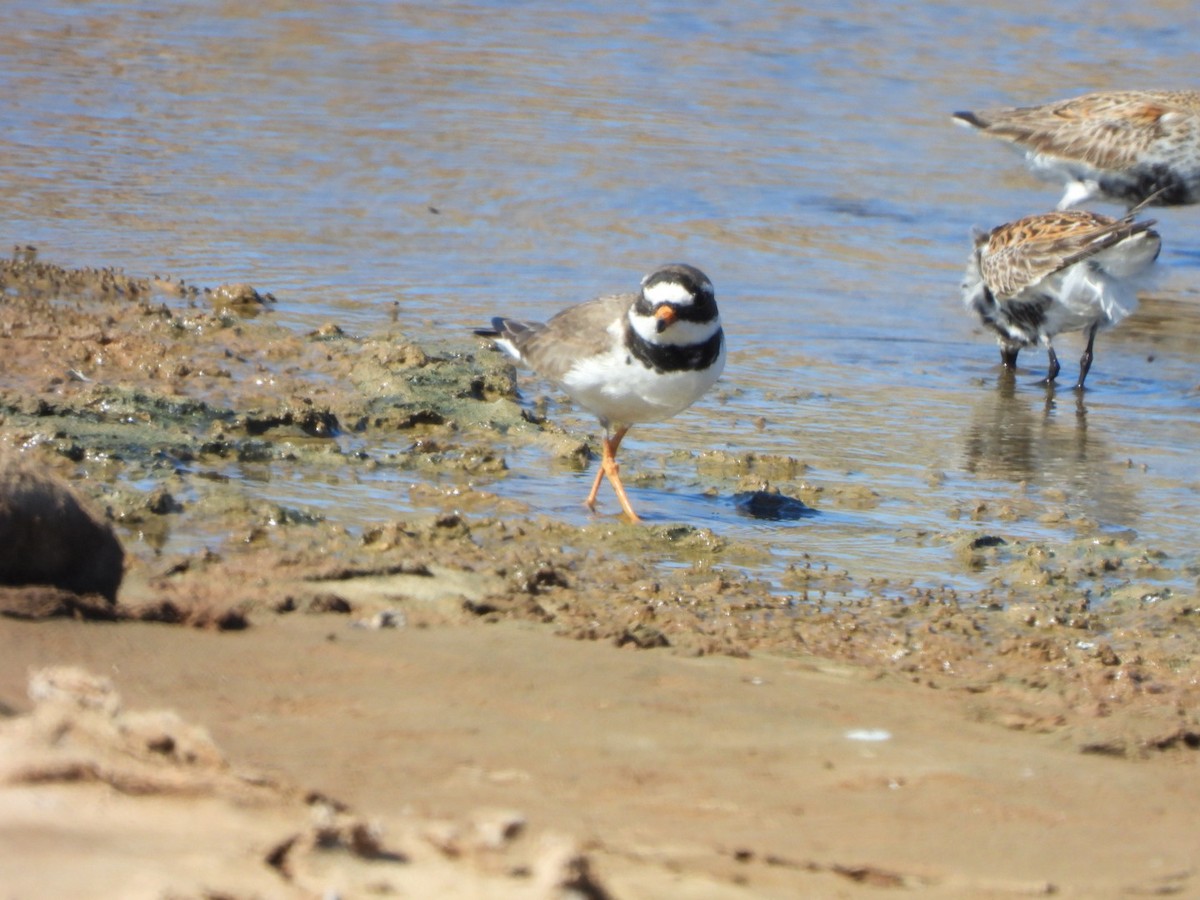 Common Ringed Plover - ML618418808