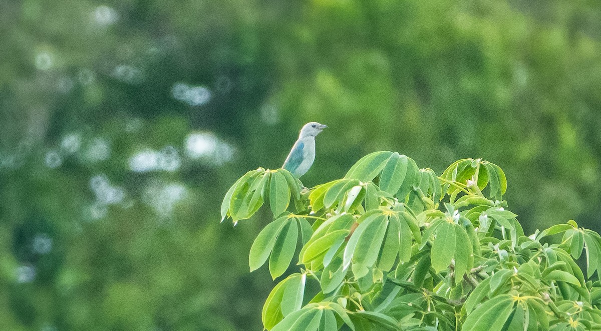 Blue-gray Tanager - ML618418811