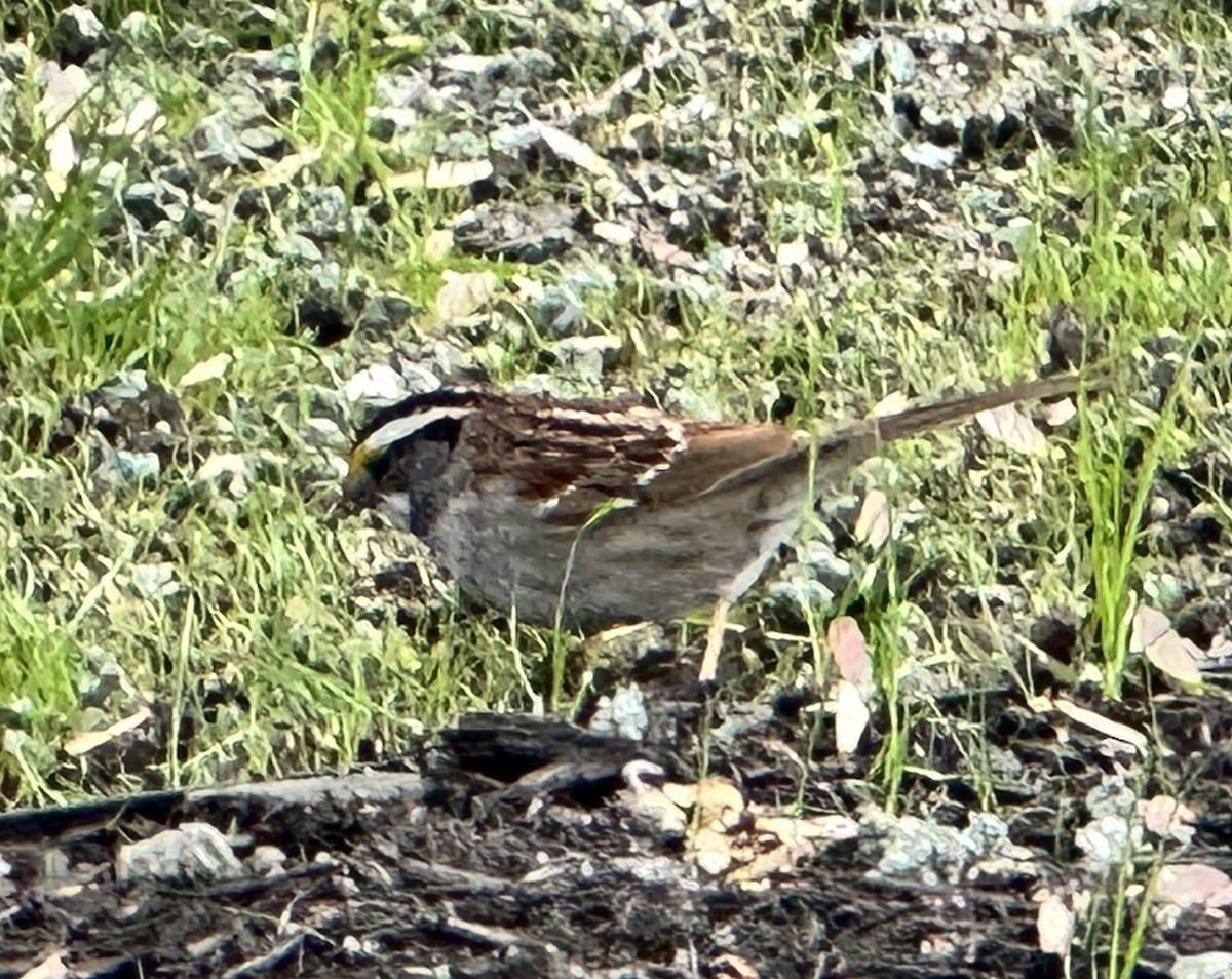 White-throated Sparrow - ML618418823