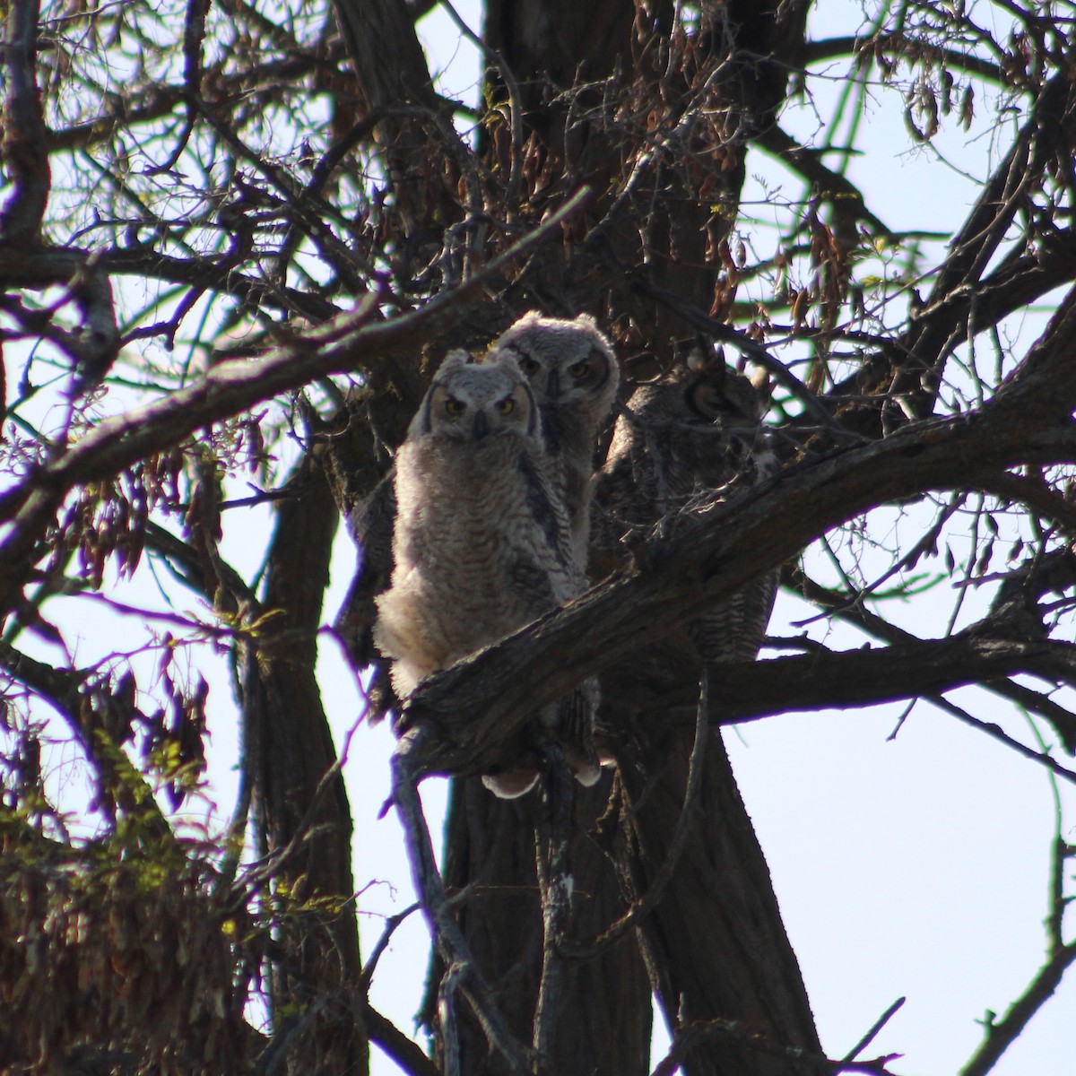 Great Horned Owl - ML618418844