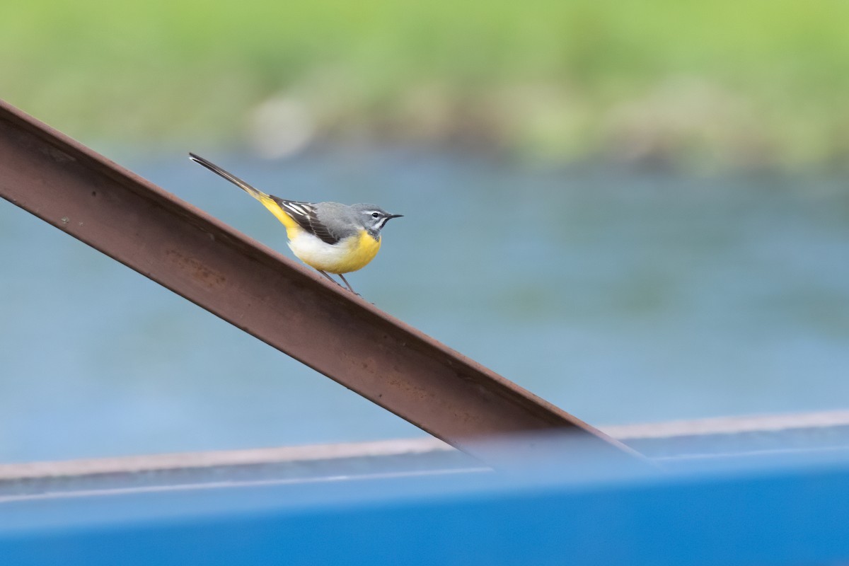 Gray Wagtail - Jozef Horvát