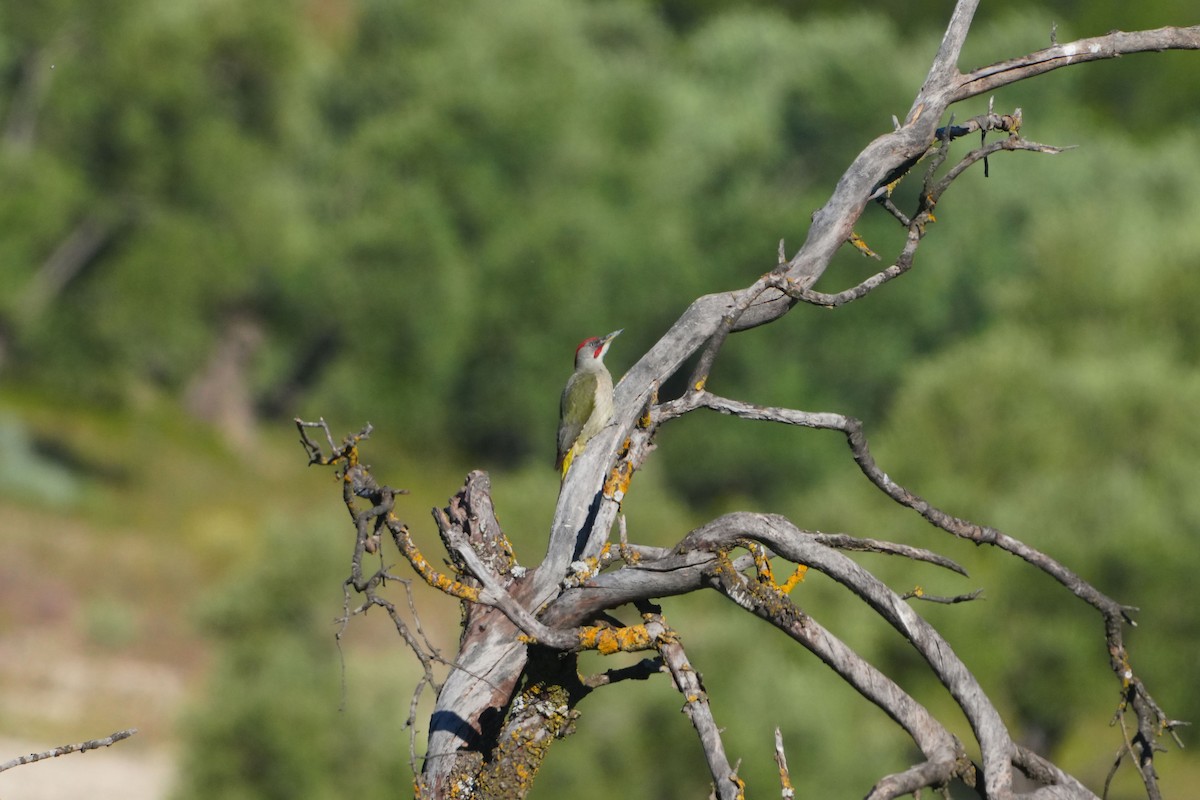Iberian Green Woodpecker - Victoriano Mora Morillo