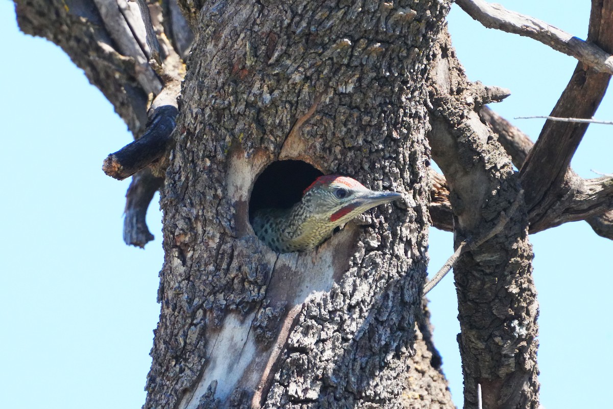 Iberian Green Woodpecker - Victoriano Mora Morillo