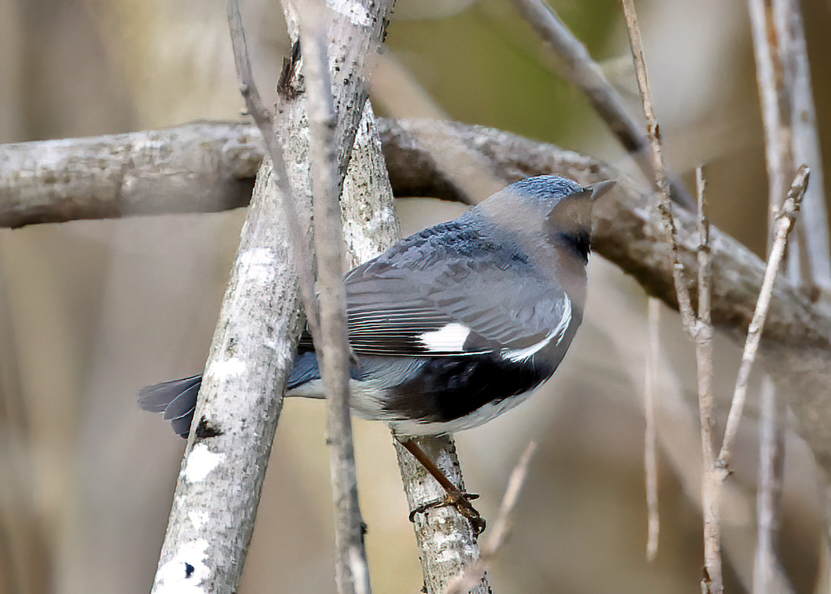 Black-throated Blue Warbler - ML618418899