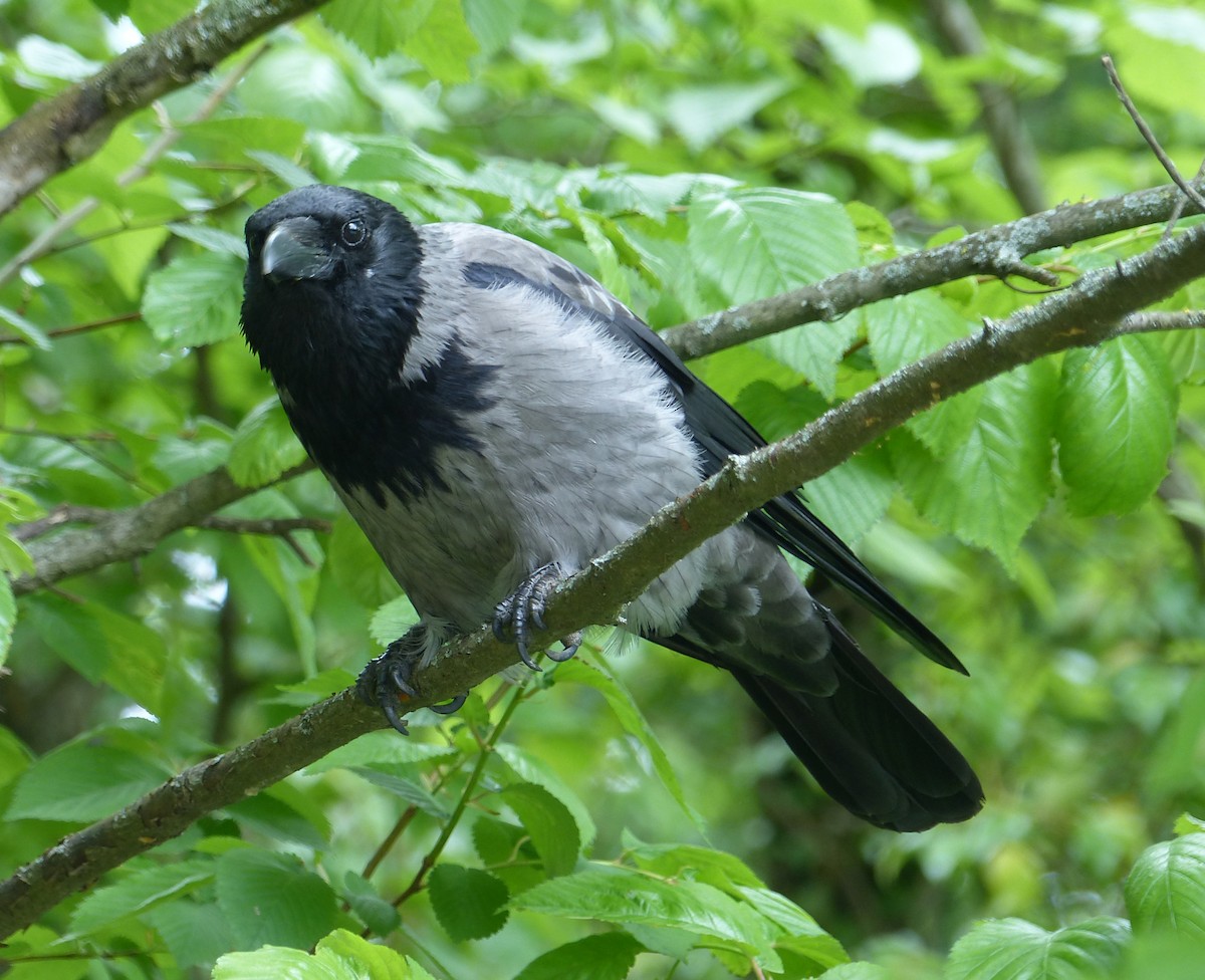 Carrion x Hooded Crow (hybrid) - ML618418917