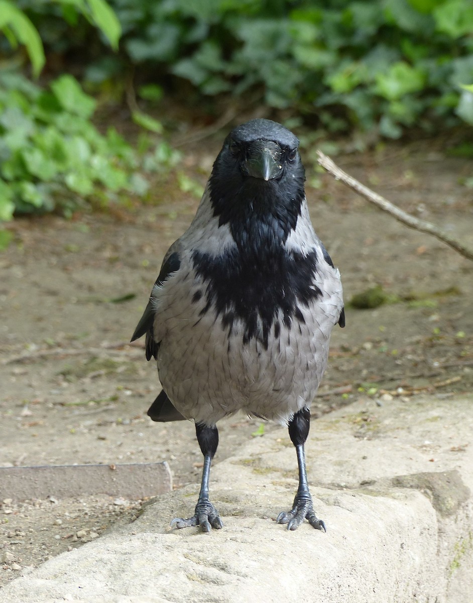 Carrion x Hooded Crow (hybrid) - ML618418919