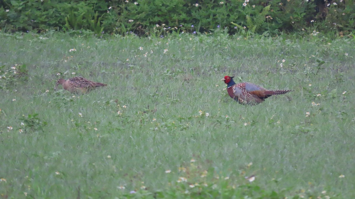Ring-necked Pheasant - ML618418920