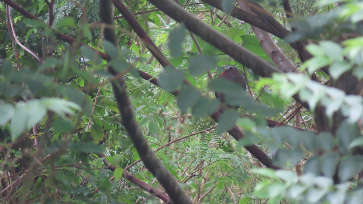 holub zelenokřídlý - ML618418922