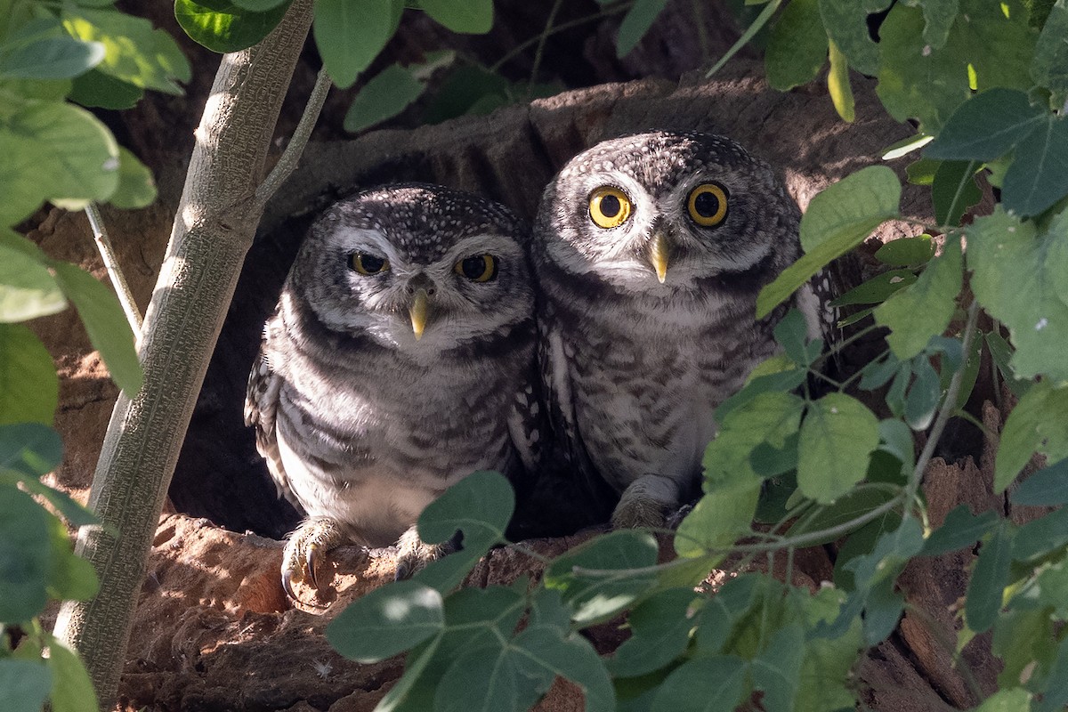 Spotted Owlet - ML618418958