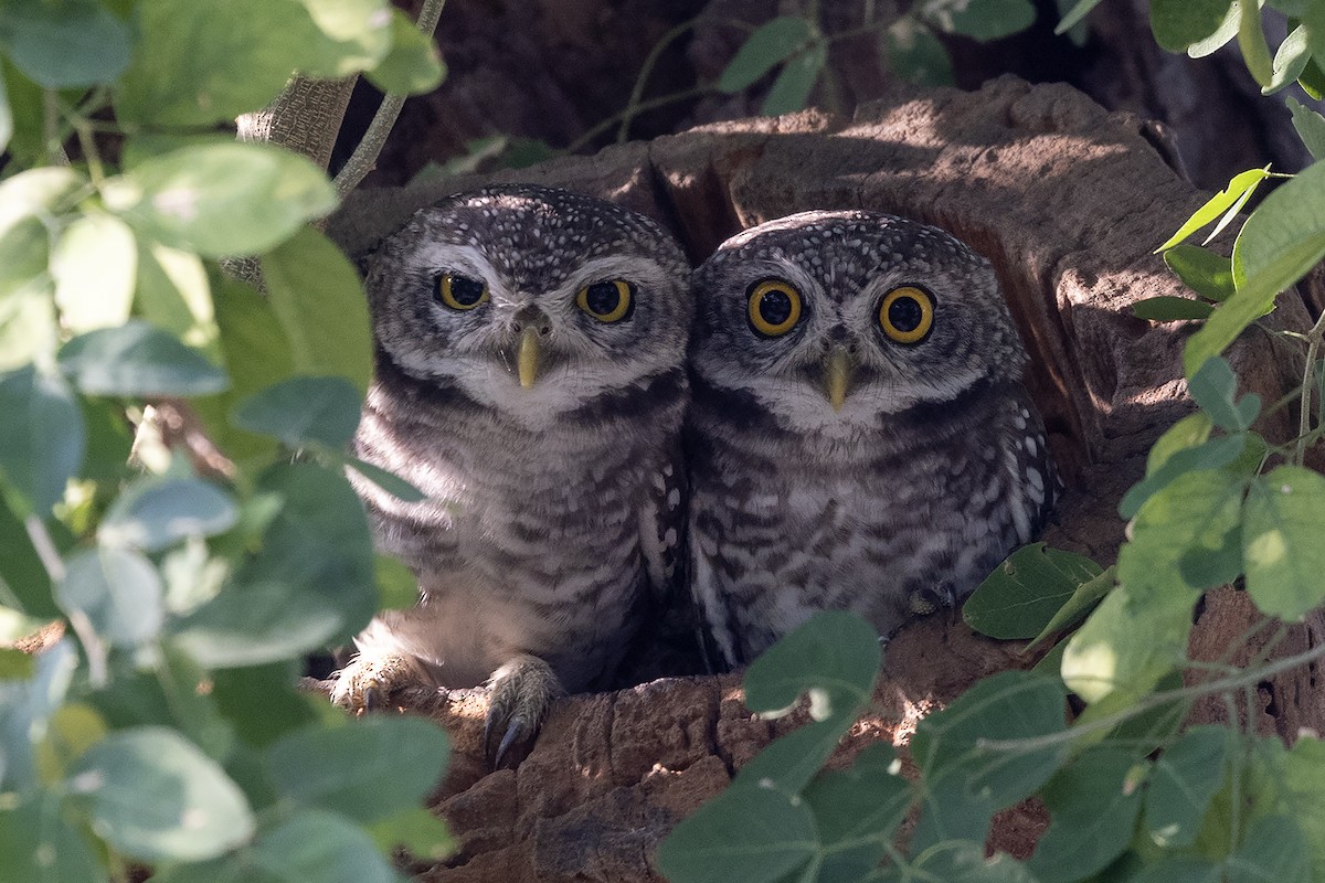 Spotted Owlet - ML618418959