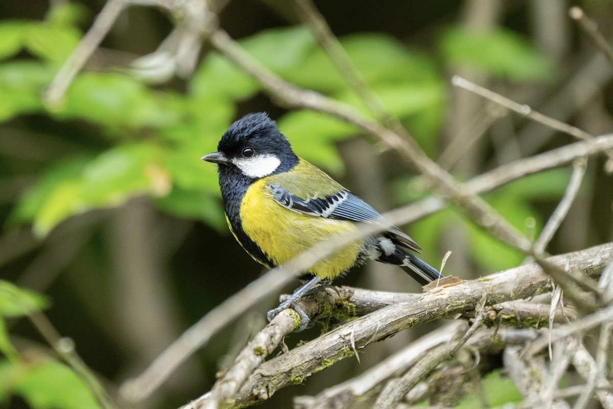 Green-backed Tit - ML618418965
