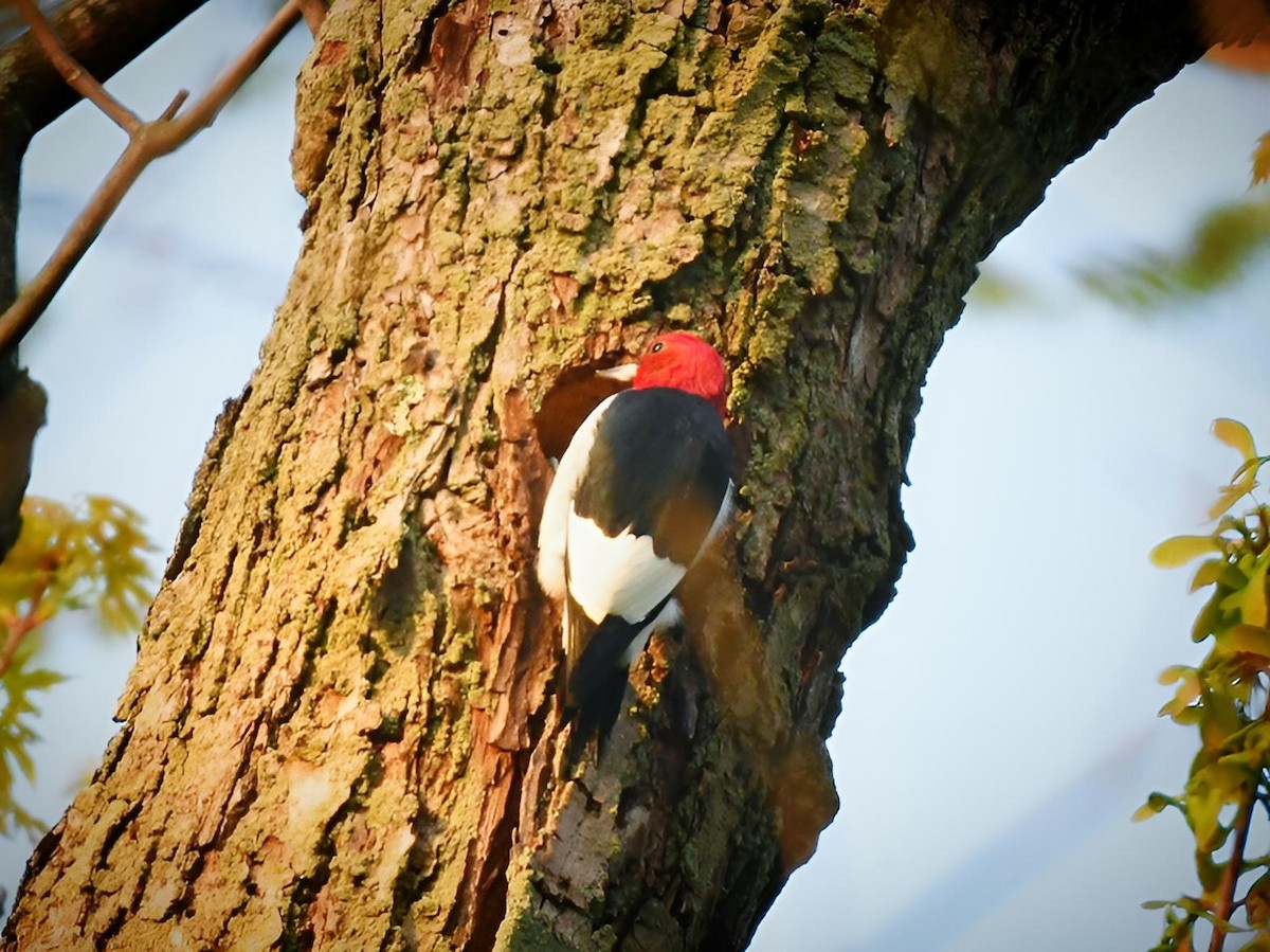 Red-headed Woodpecker - ML618418978