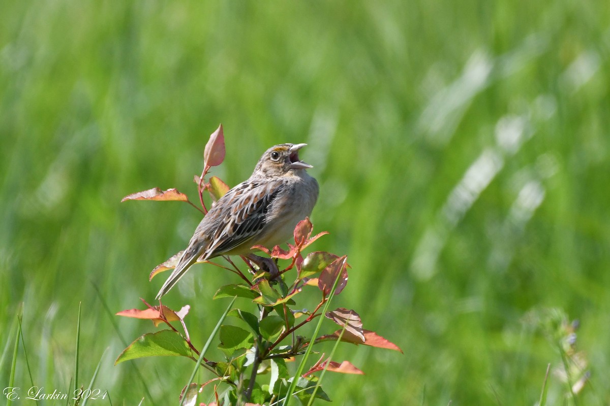 Grasshopper Sparrow - ML618418983