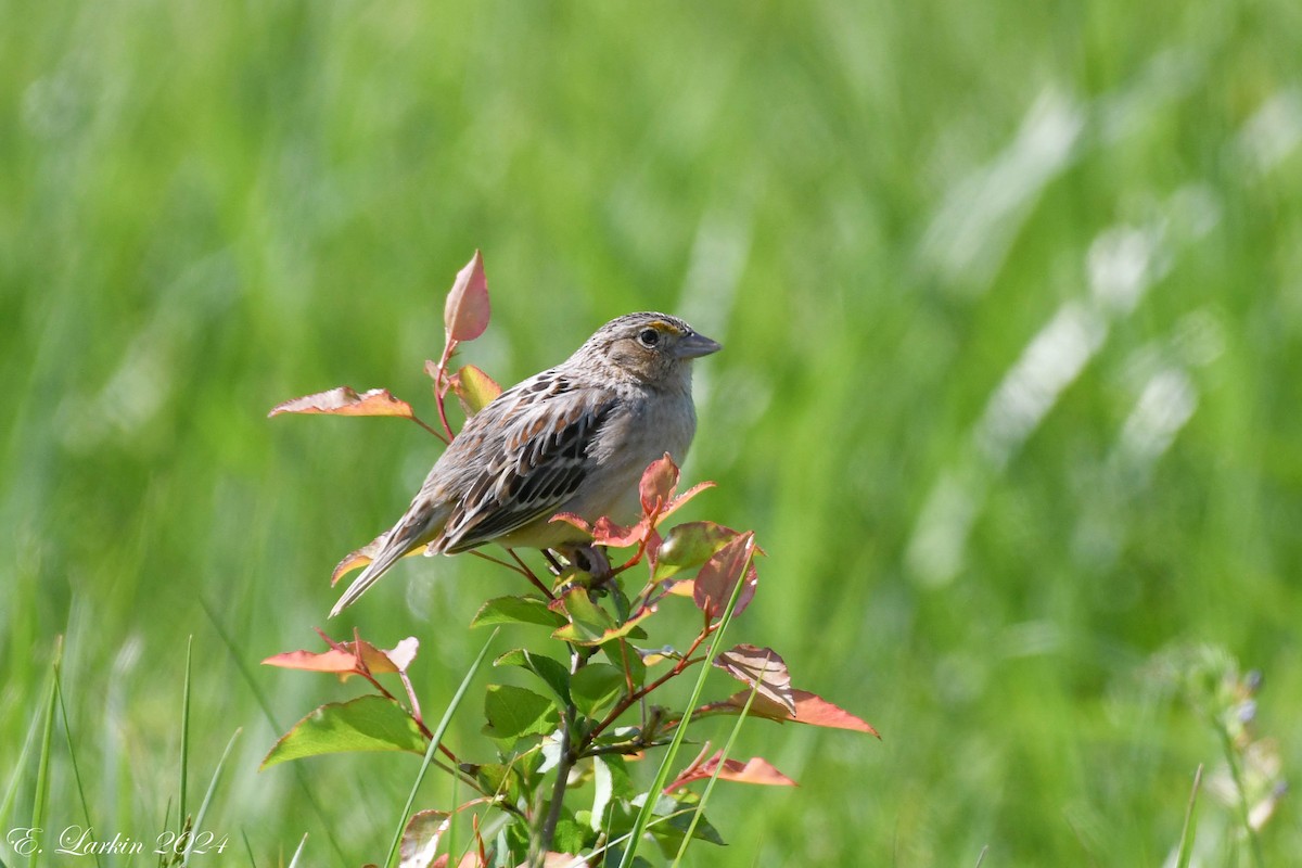Grasshopper Sparrow - ML618418987