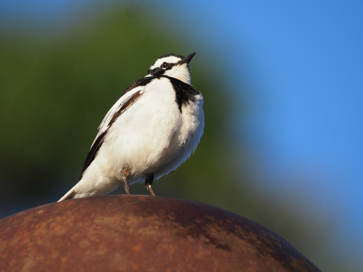 African Pied Wagtail - ML618419000