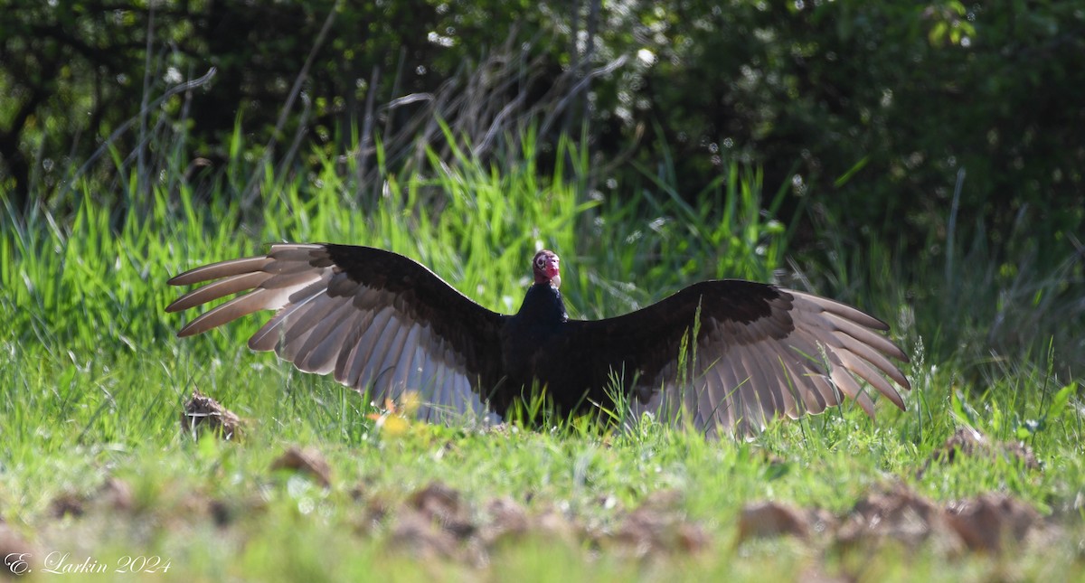 Turkey Vulture - ML618419002