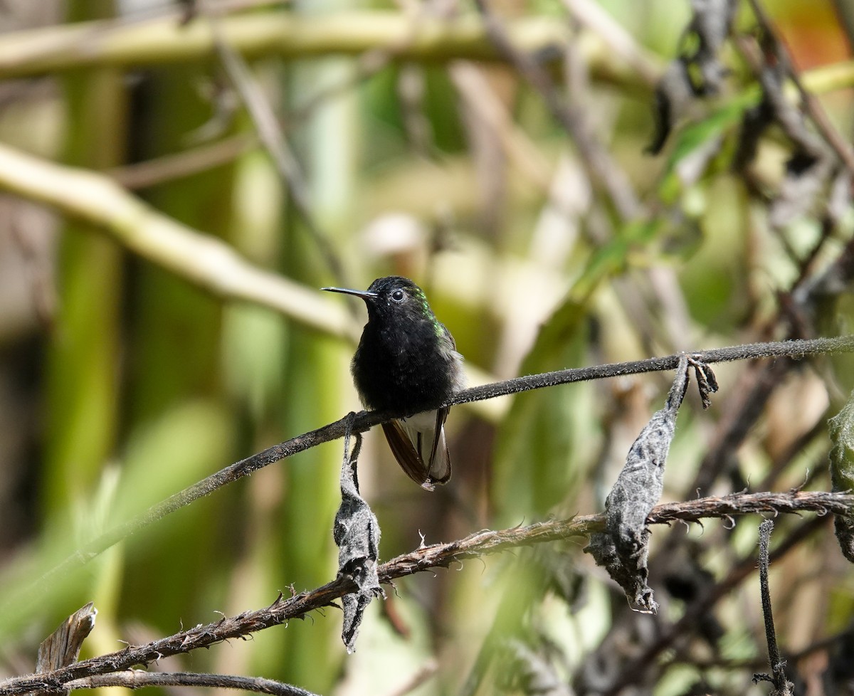 Black-bellied Hummingbird - ML618419026