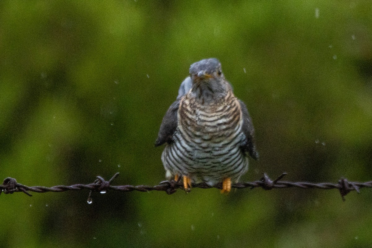 Common Cuckoo - YILMAZ TANIYICI