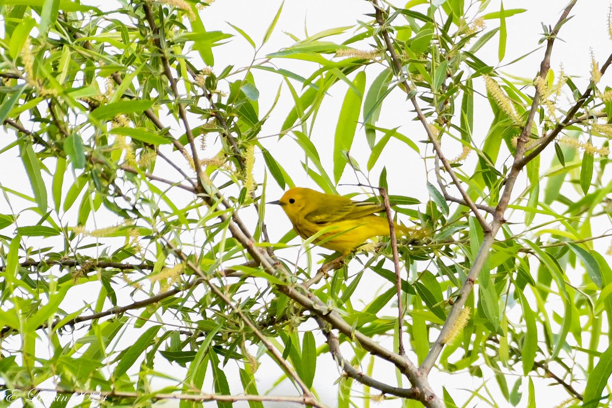 Yellow Warbler - ML618419053