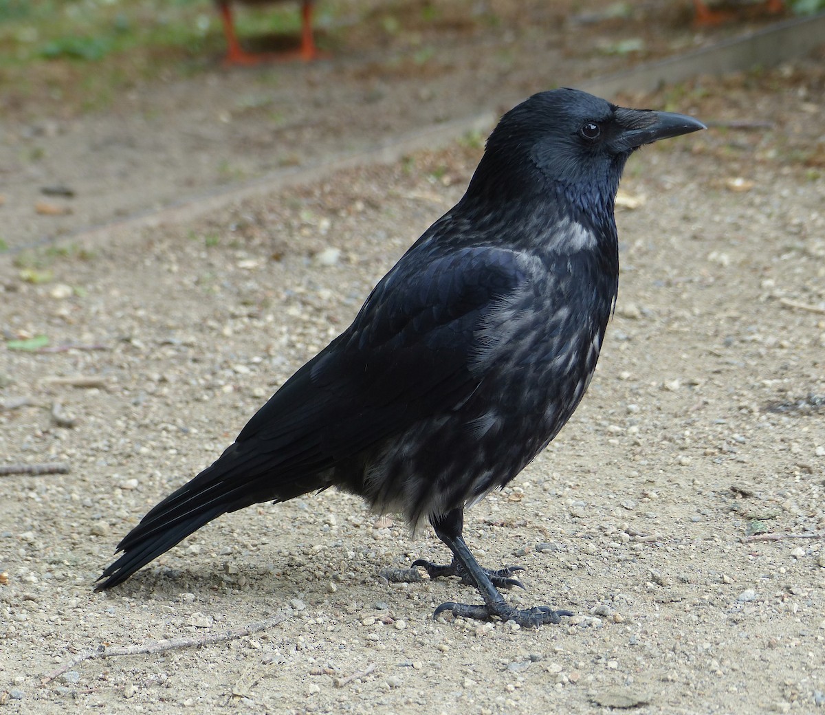 Carrion x Hooded Crow (hybrid) - ML618419067